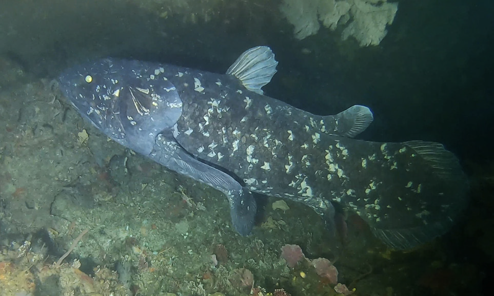 Coelacanth off Pumula on the KwaZulu Natal South Coast South Africa on 22 November 2019